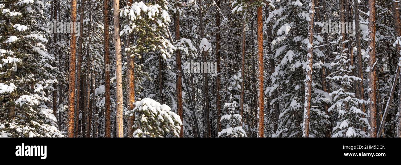 Schneebedeckte Bäume im Wald auf dem Bow Valley Parkway, Banff National Park, Alberta. Stockfoto