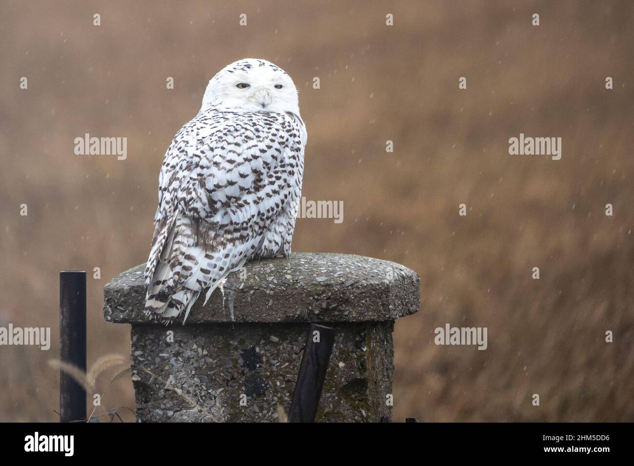 Die weibliche Schneemüle (Bubo scandiacus) thronte auf einem Zementzaun im Lancaster County, Pennsylvania. Wenn Schneeeulen in großer Zahl nach Süden ziehen, ist es das Stockfoto