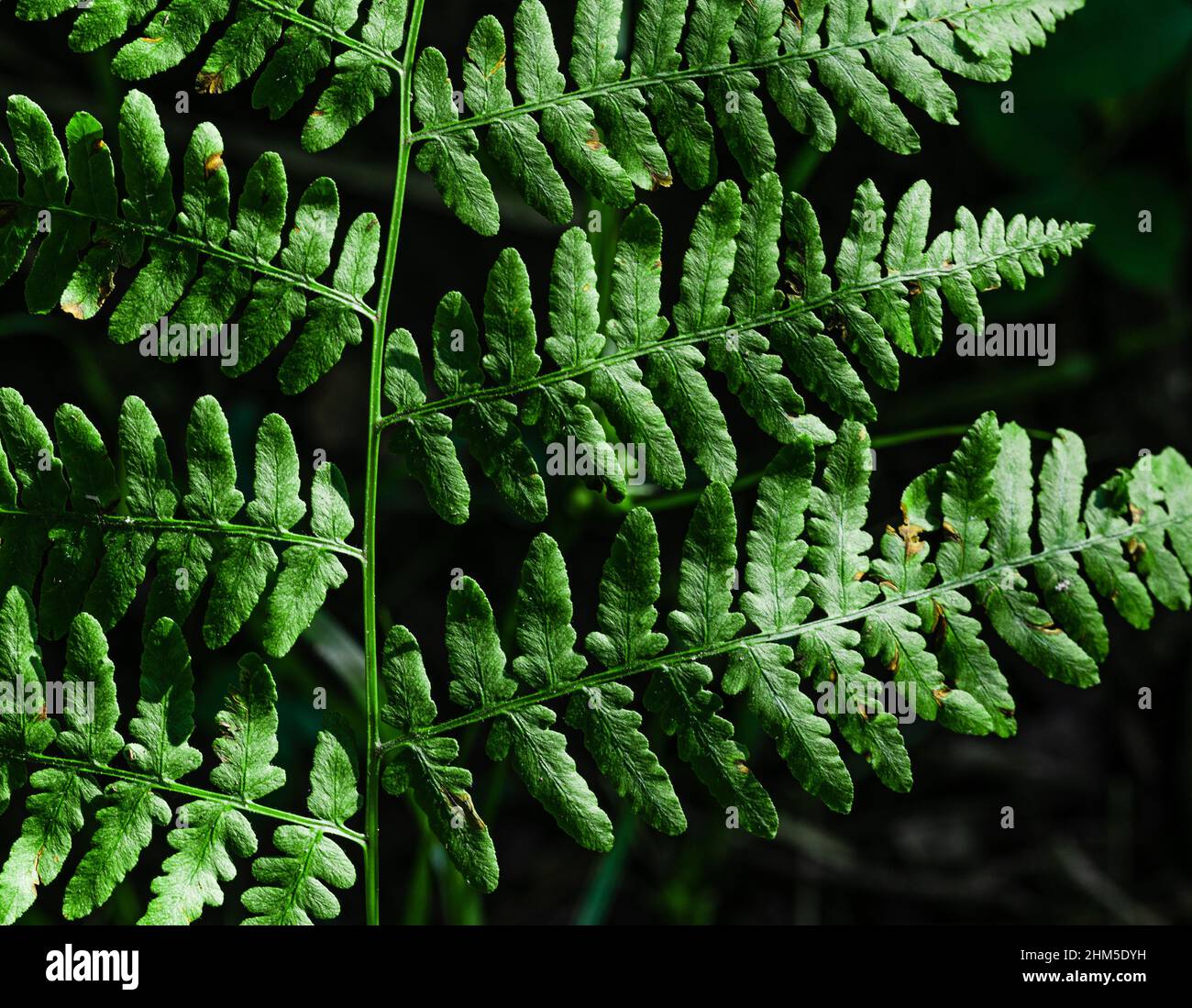 Nahaufnahme von Fern Frond auf dunklem Hintergrund Stockfoto