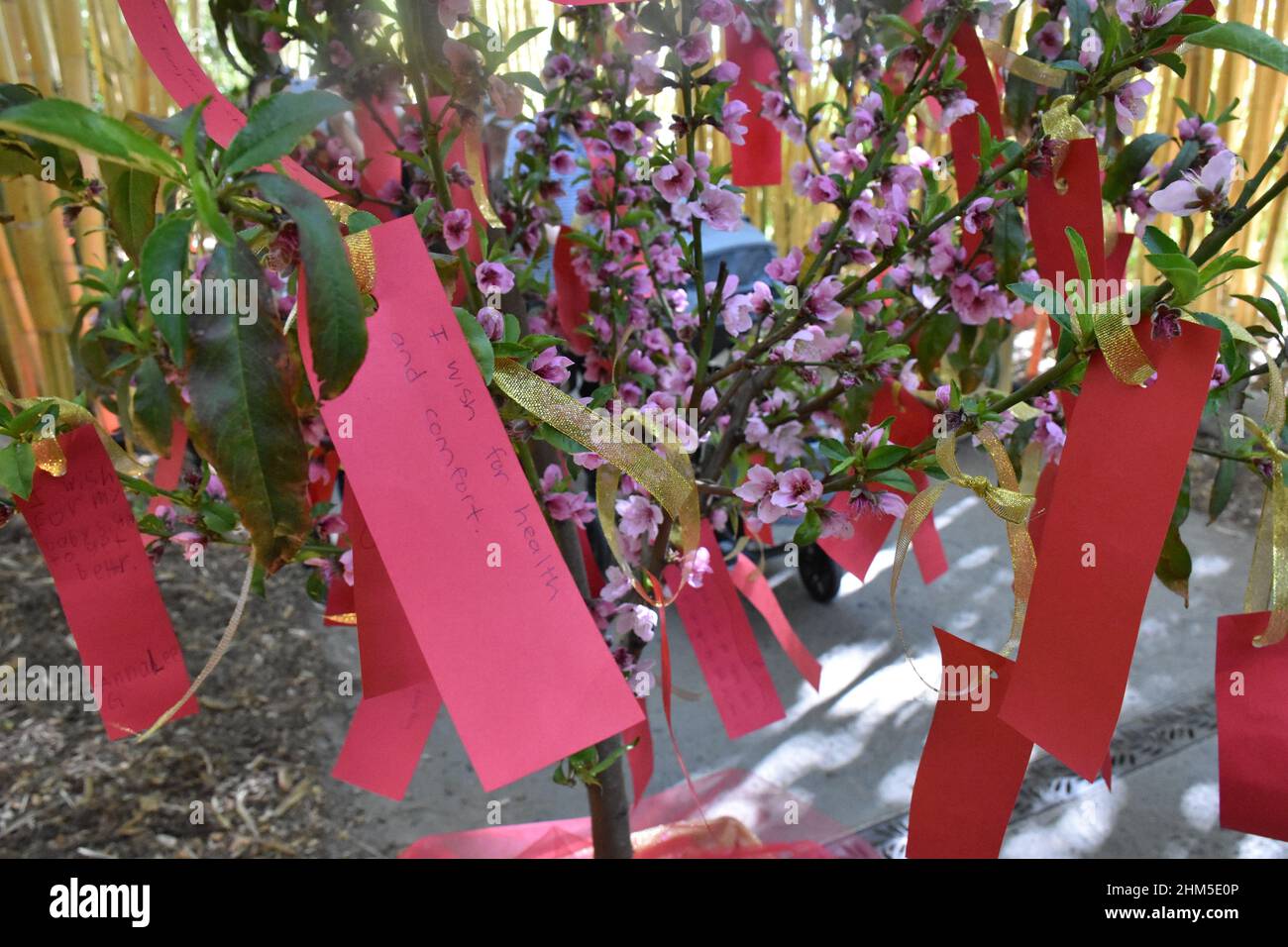 San Diego, Kalifornien, USA. 5th. Februar 2022. Wish Notes sind während der chinesischen Neujahrsfeier im San Diego Zoo Safari Park, in Escondido, Kalifornien, am 5. Februar 2022 zu sehen. Der San Diego Zoo Safari Park startete am Samstag seine erste chinesische Neujahrsfeier in seiner 50-jährigen Geschichte. Kredit: Gao Shan/Xinhua/Alamy Live Nachrichten Stockfoto San Diego, Kalifornien, USA. 5th. Februar 2022. Wish Notes sind während der chinesischen Neujahrsfeier im San Diego Zoo Safari Park, in Escondido, Kalifornien, am 5. Februar 2022 zu sehen. Der San Diego Zoo Safari Park startete am Samstag seine erste chinesische Neujahrsfeier in seiner 50-jährigen Geschichte. Kredit: Gao Shan/Xinhua/Alamy Live Nachrichten Stockfoto