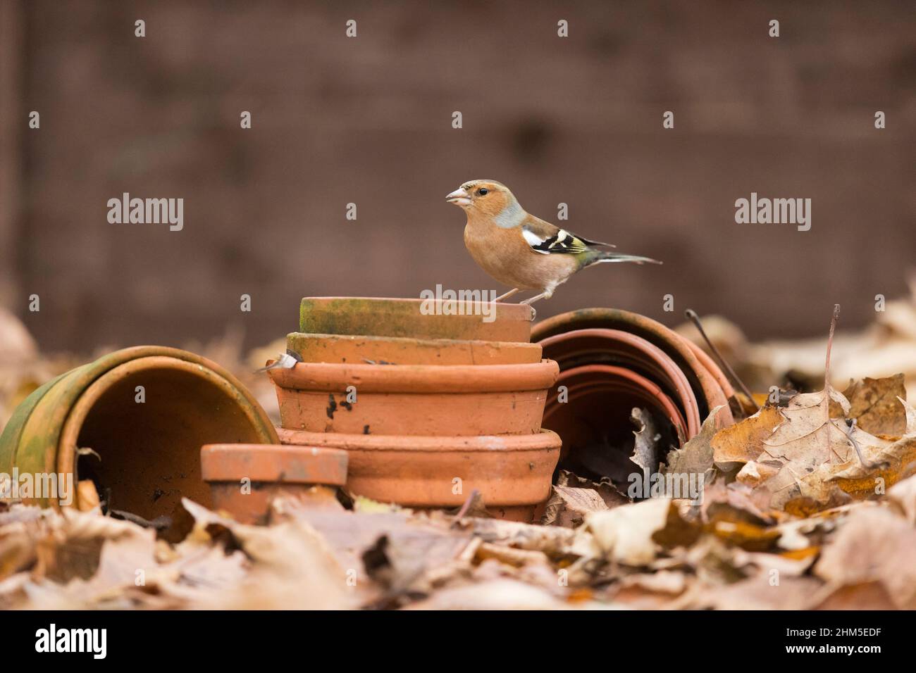 Gewöhnlicher Chaffinch (Fringilla coelebs), erwachsenes Männchen, das auf Gartenblumentöpfen steht, Suffolk, England, Dezember Stockfoto