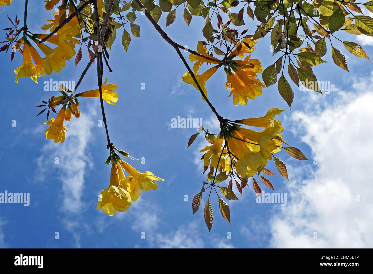 Goldene Trompetenbaumblumen oder gelbe ipe-Baumblumen (Handroanthus chrysotrichus) Stockfoto