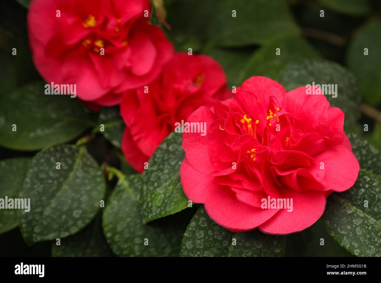 Rot blühende Camellia sinensis Stockfoto
