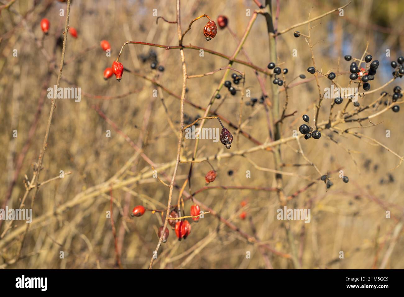 Foto von zwei Waldbeeren, die am sonnigen Tag im Wald zusammenwachsen, Hagebutte und Schwarzdorn, nützliche Beeren für die Gesundheitsversorgung. Stockfoto