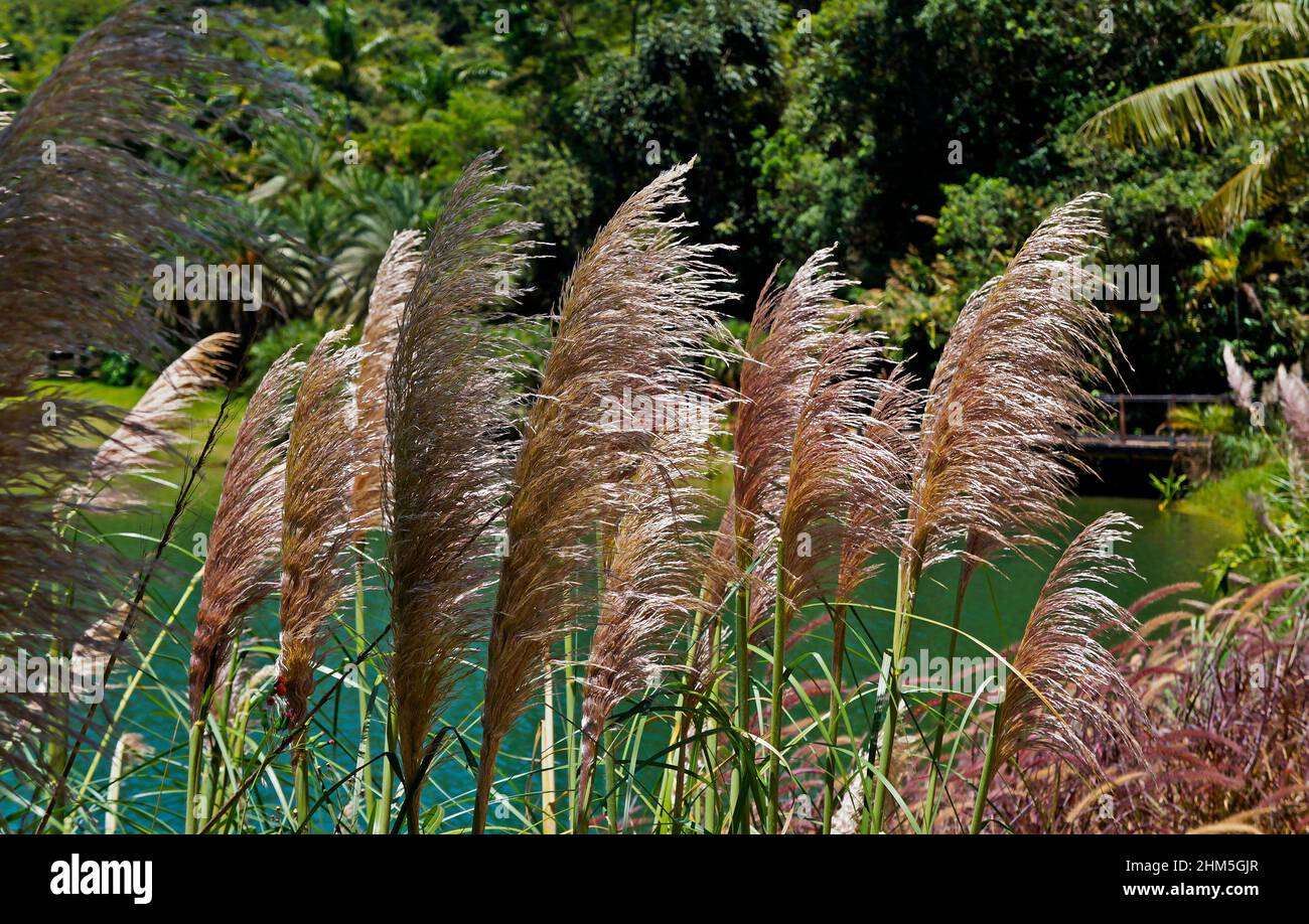Blühendes Gras im Garten in Minas Gerais, Brasilien Stockfoto
