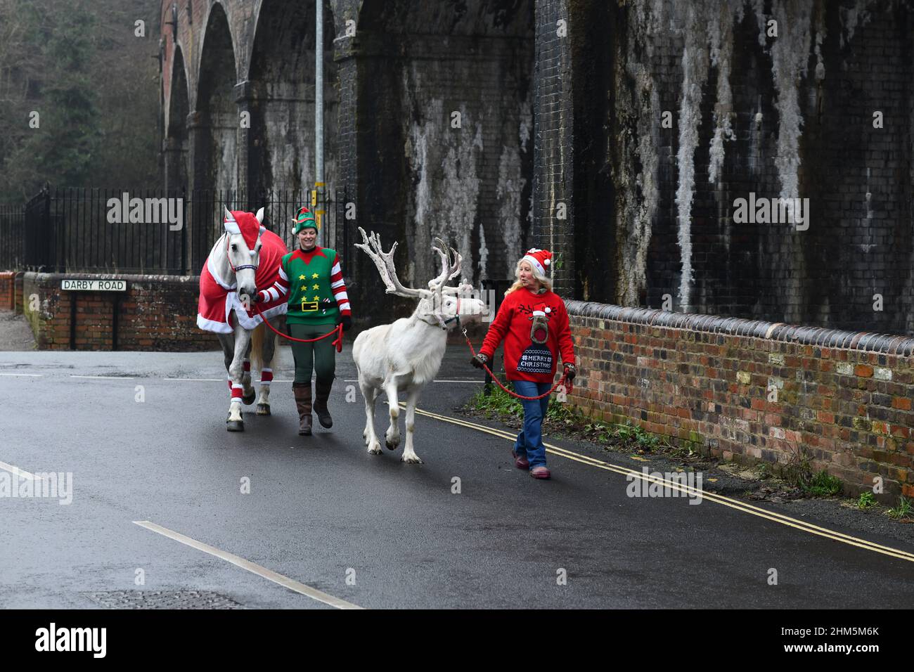 Schnee oder kein Schnee in diesem Jahr ist es weiße Weihnachten im Dorf Coalbrookdale. Floki, das weiße Rentier, und sein Stallgefährte Opal leuchten das Dorf auf Stockfoto