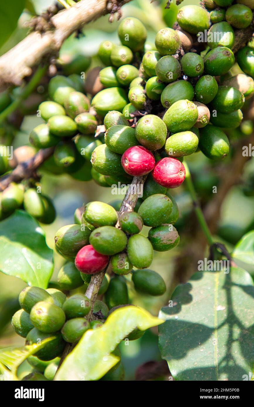 Die ersten Kaffeefrüchte reifen auf der Pflanze. Stockfoto