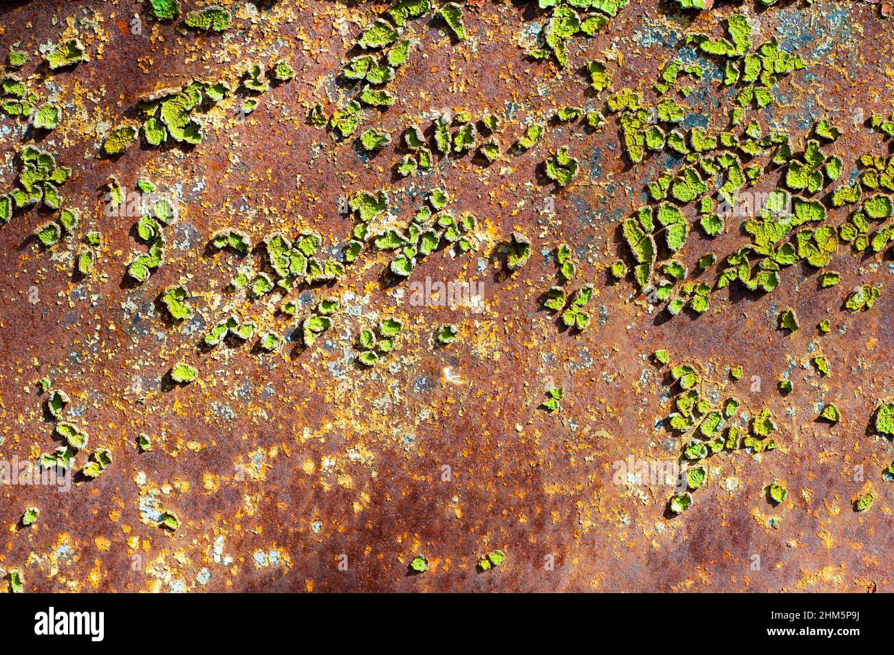 Rost auf grünem Metall. Stockfoto