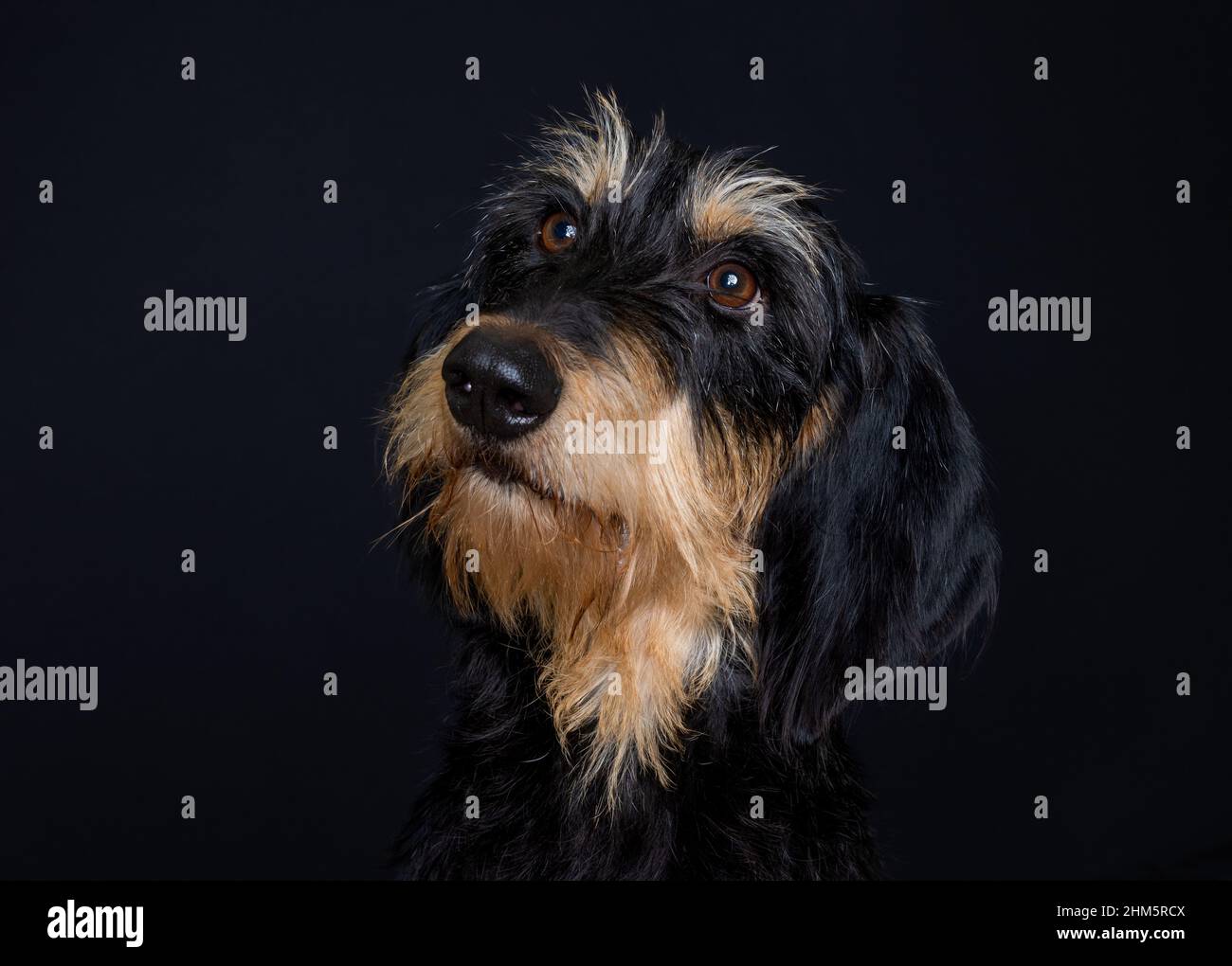 Süß aussehende schwarz-braune Segugio Italiano ein Pelo forte Dufthund Stockfoto