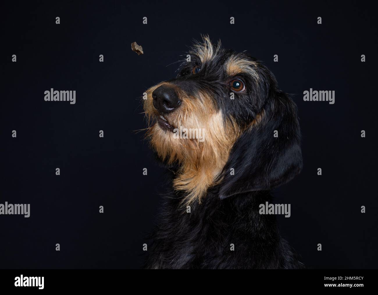Schwarz und braun Segugio Italiano ein Pelo forte Hund, der ein Leckerbissen fängt Stockfoto