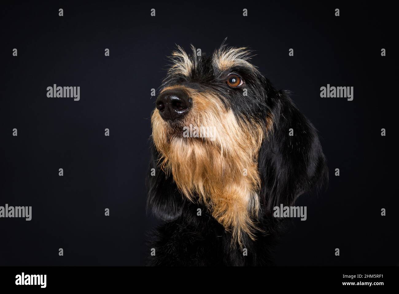 Studioportrait eines niedlichen schwarz-braunen Segugio Italiano, eines pelo forte Hundes Stockfoto