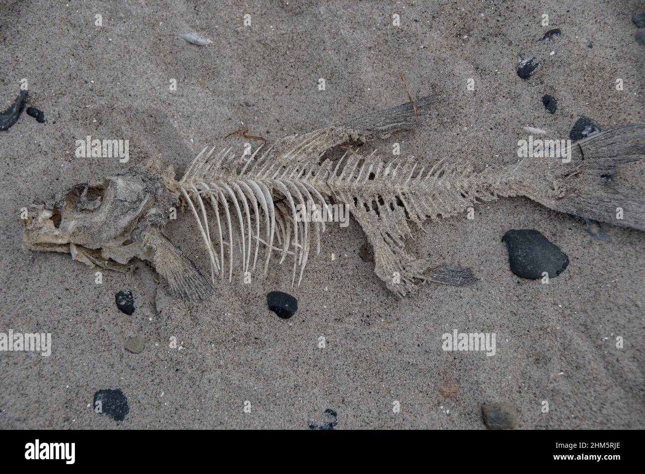 Ein Fischknochen wurde am Strand der Ostsee aufgespült Stockfoto
