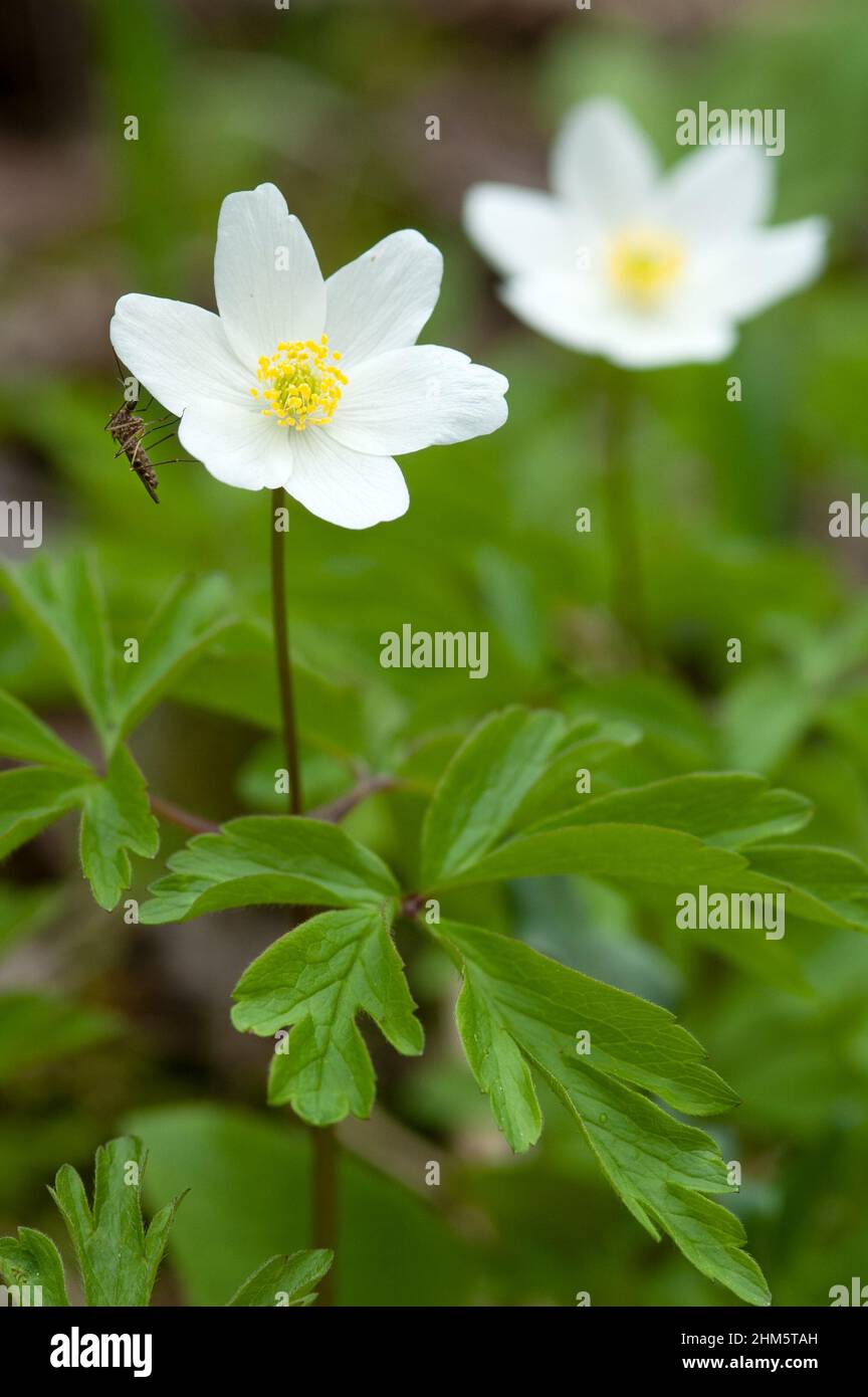 Holzanemone, Anemone nemorosa, im Frühling im Waldboden, Mücke auf Blütenblatt Stockfoto