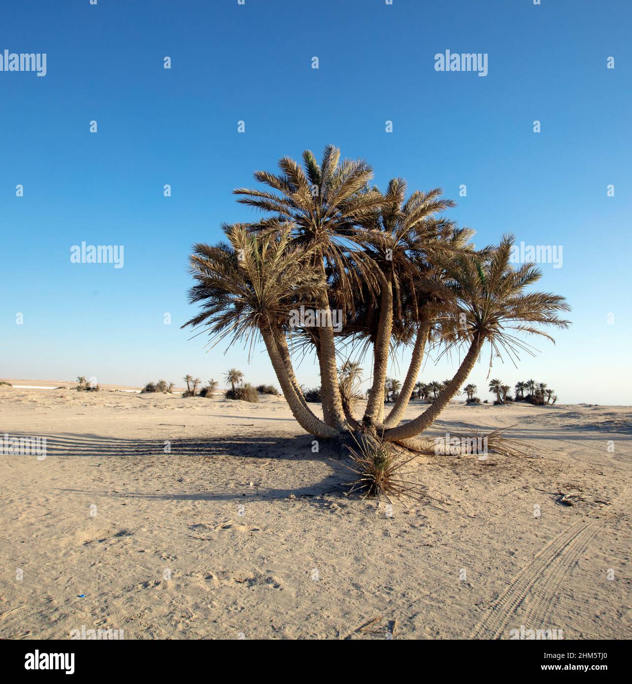 Wunderschöne Aussicht auf Umm Bab Beach QATAR Stockfoto