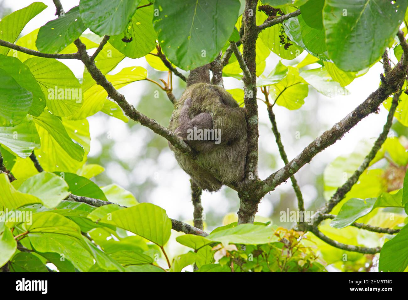 Weibliche Dreizunge (Bradypus variegatus), die mit einem eintägigen Baby im Tiefland-Regenwald, La Selva Biological Station, Sarapiquí, Karibik schläft Stockfoto