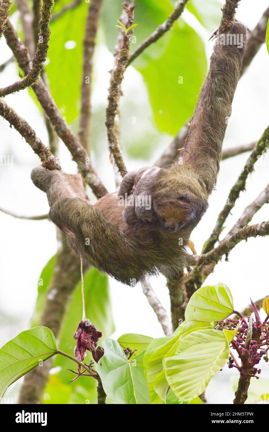 Weiblicher Dreikrautling (Bradypus variegatus) mit neugeborenem Baby. Plazenta hängt von der Mutter. Tieflandregenwald, Biologische Station La Selva, Sarapi Stockfoto