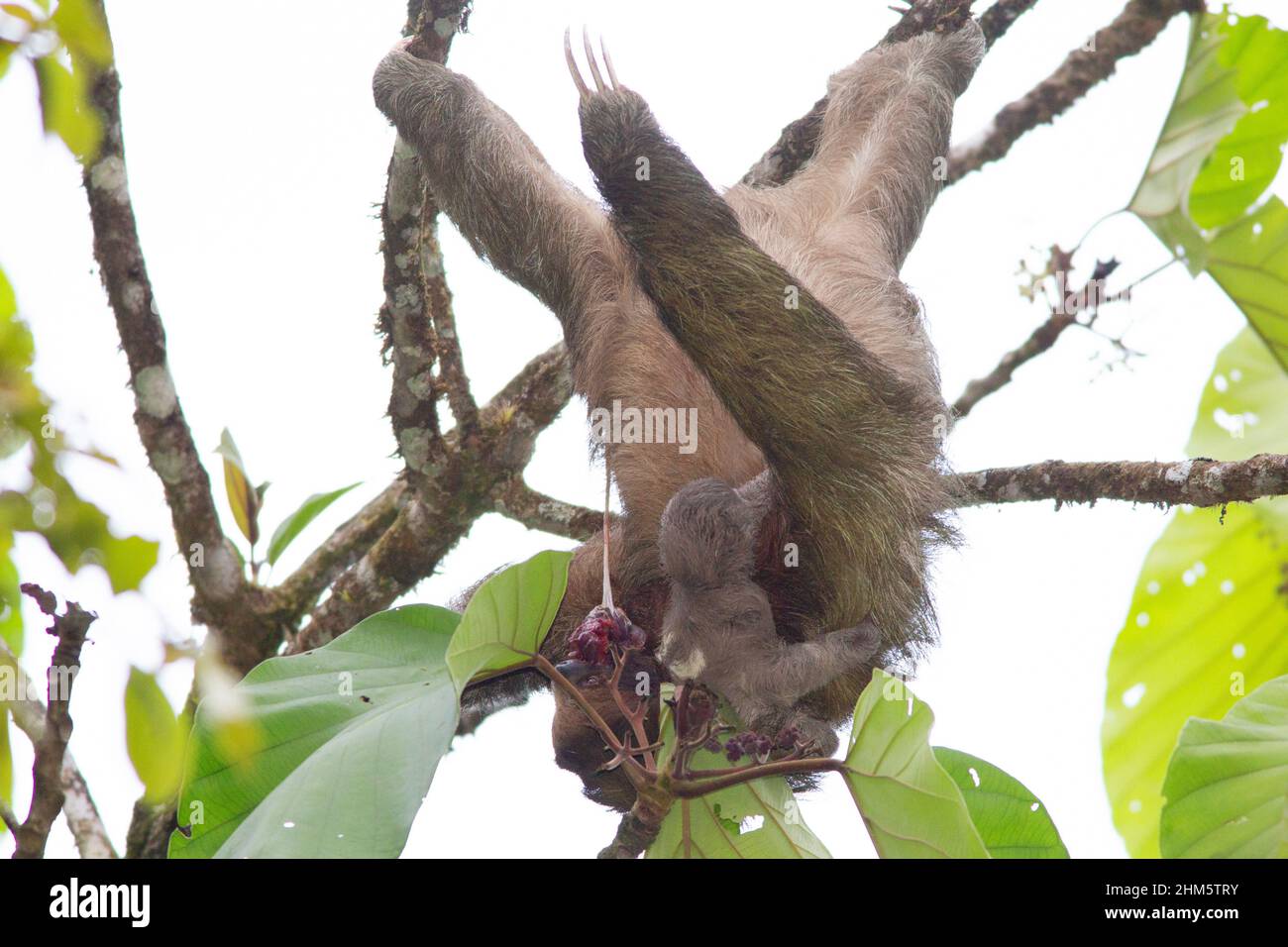 Weiblicher Dreikrautling (Bradypus variegatus) mit neugeborenem Baby. Die Mutter isst ihre Plazenta. Tieflandregenwald, Biologische Station La Selva, S Stockfoto