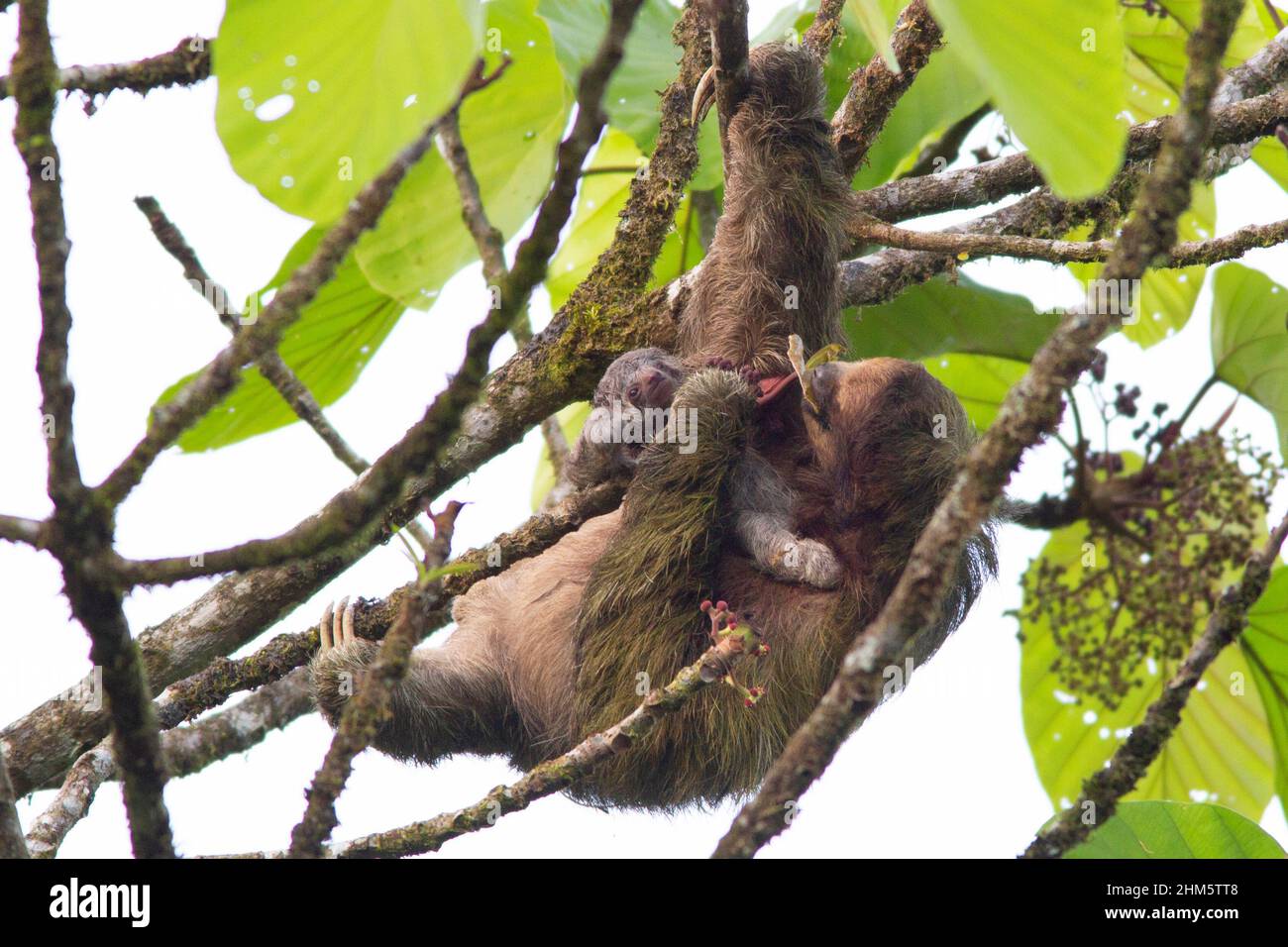 Weiblicher Dreizunge-Sloth (Bradypus variegatus), der mit einem eintägigen alten Baby im Tieflandregenwald, La Selva Biological Station, Sarapiquí, Karibik sl Stockfoto