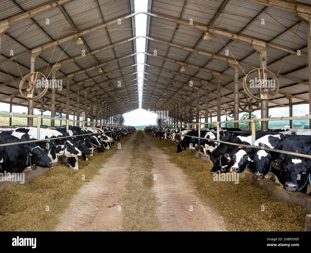 Milchkühe fressen Heu im modernen Kuhstall im Holstein-Kuhviehbetrieb. Konzept der Landwirtschaft, Tierschutz, Milchindustrie, Lebensmittel, Viehstall. Stockfoto