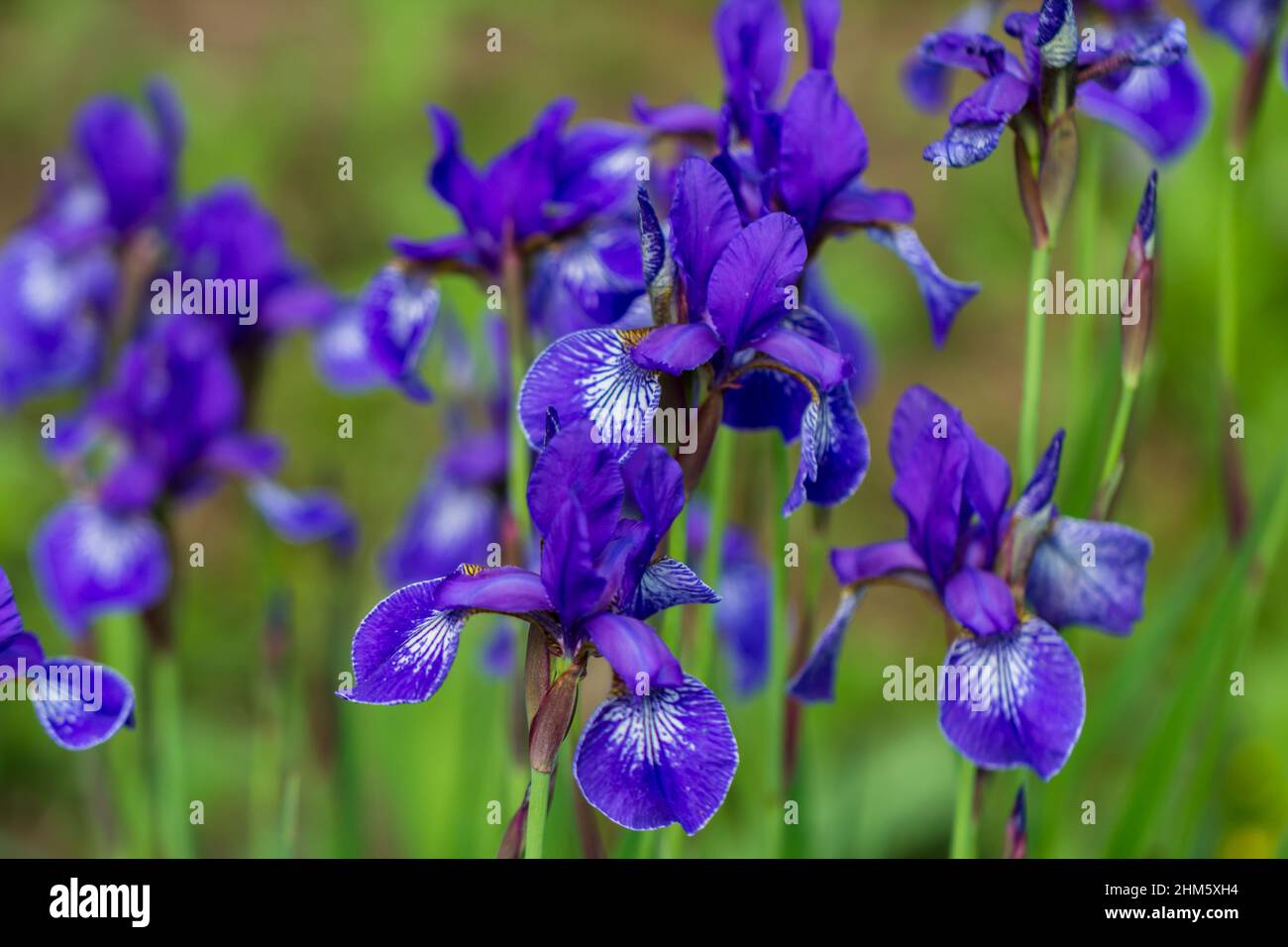 Blüten der sibirischen Iris, Iris sanguinea, durch Regen benetzt Stockfoto
