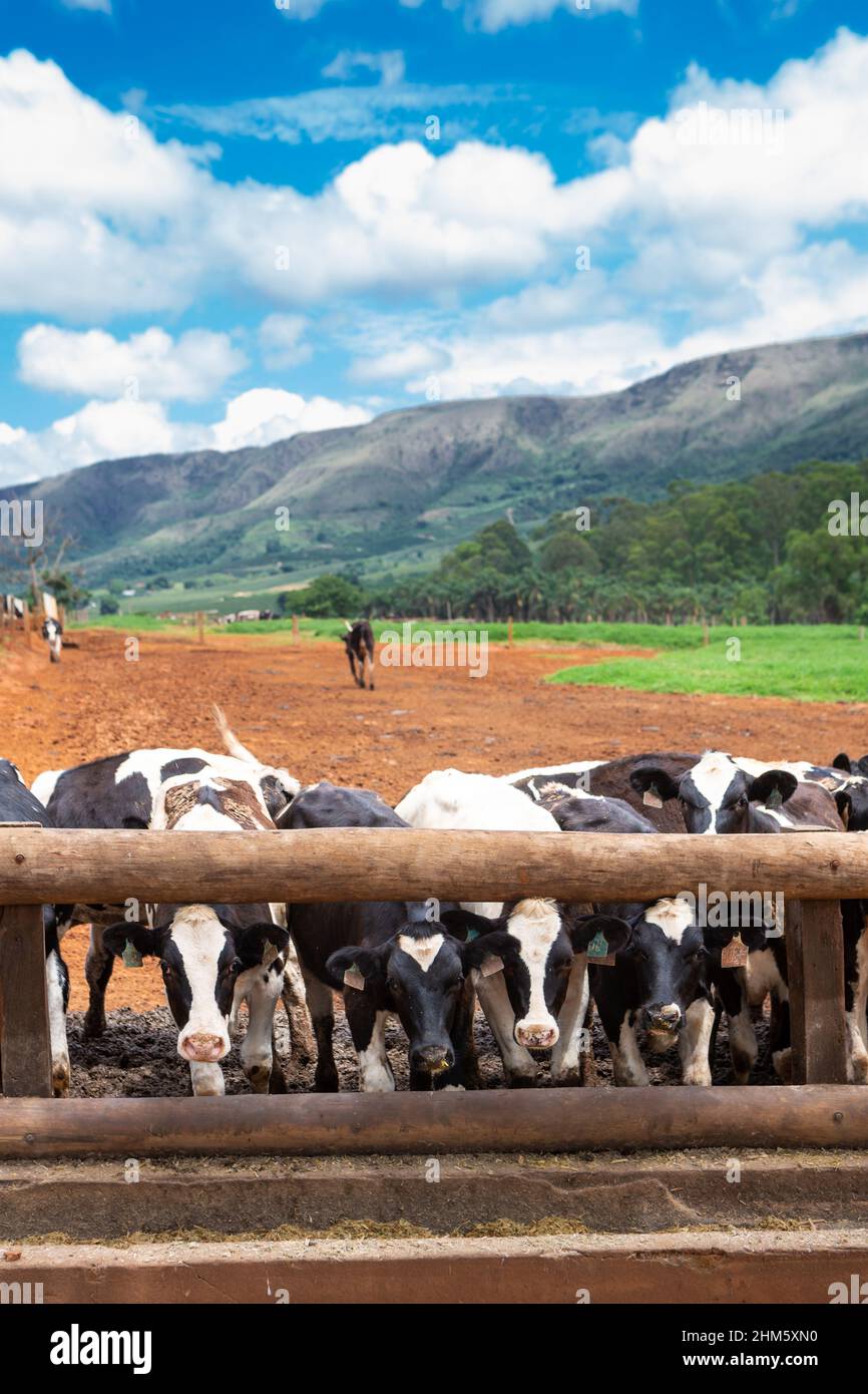 Milchkühe fressen Heu in Holstein-Kuhviehhaltung Weide. Konzept der Landwirtschaft, Tierschutz, Milchindustrie, Lebensmittel, Viehstall. Stockfoto