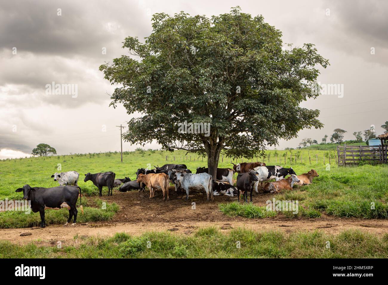 Artgerechte haltung von milchvieh -Fotos und -Bildmaterial in hoher ...
