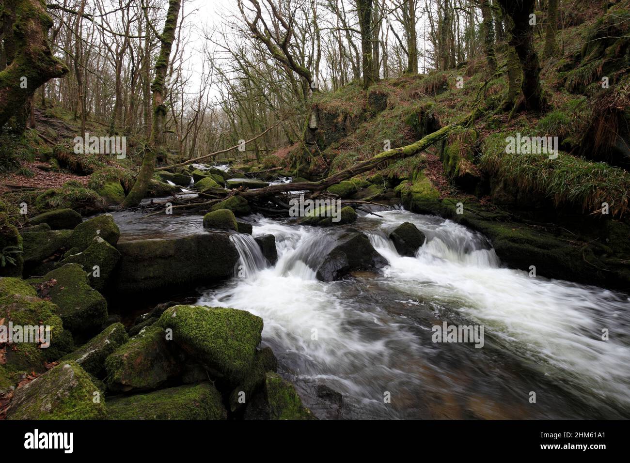 Der Fluss Fowey, der die Golitha Falls hinunter fließt, durch ein Tal aus moosem Buchenwald Cornwall Stockfoto