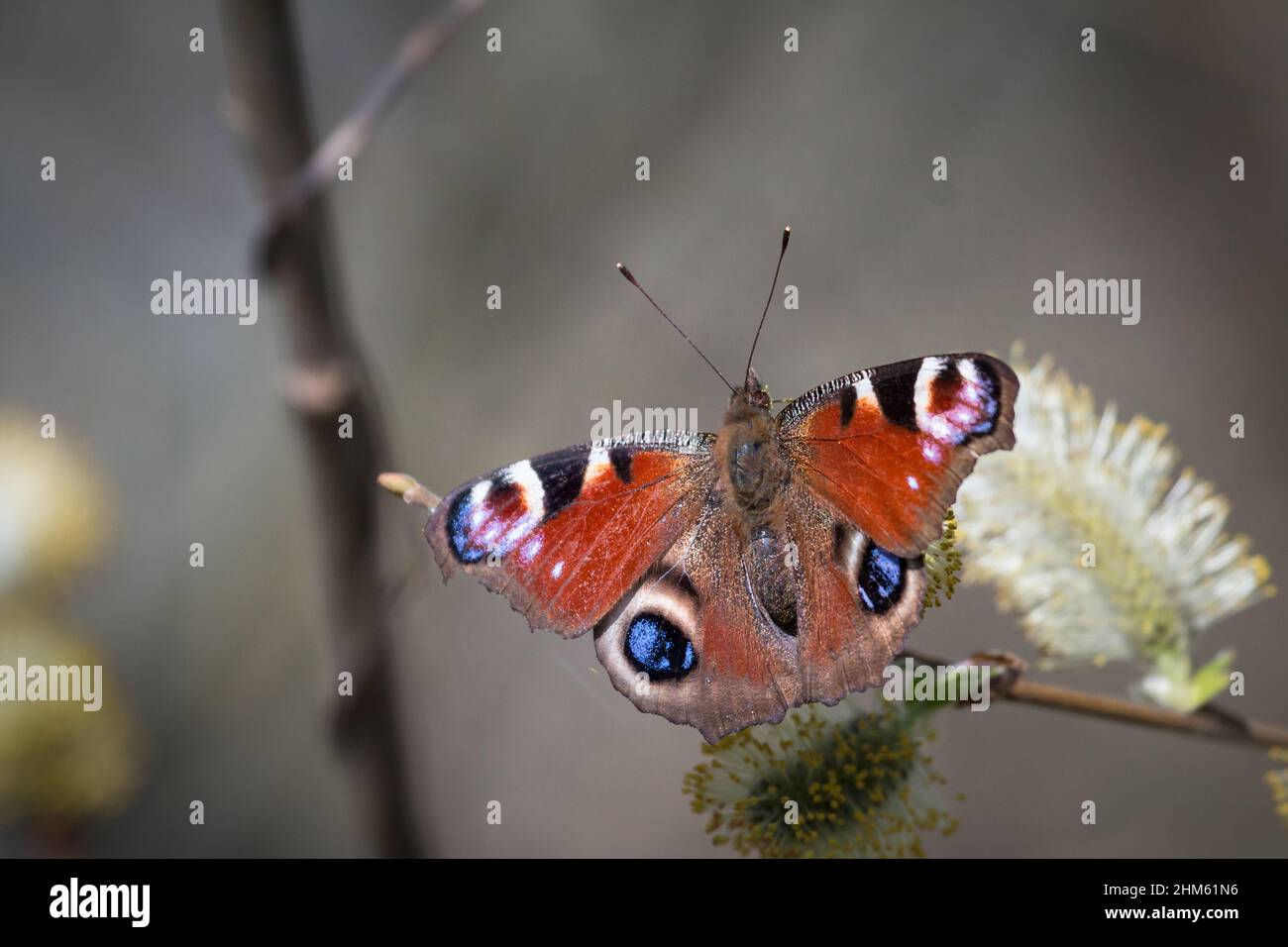 Der Pfauenschmetterling (Aglais io) ruht auf dem Nektar des frühen Frühlings in der Suffolk-Landschaft bei Redgrave und Lopham fen Stockfoto