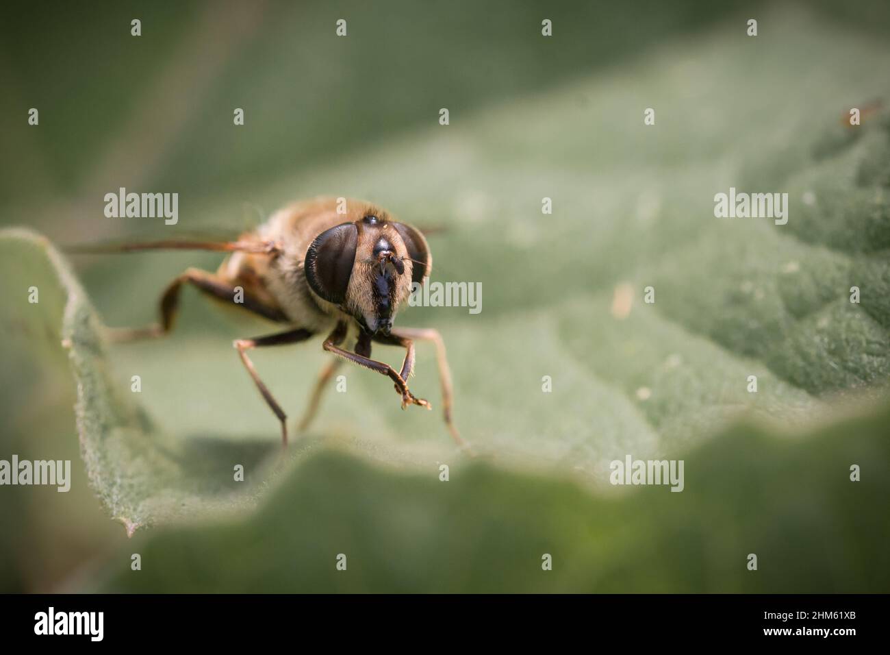 Reinigen der Füße Stockfoto