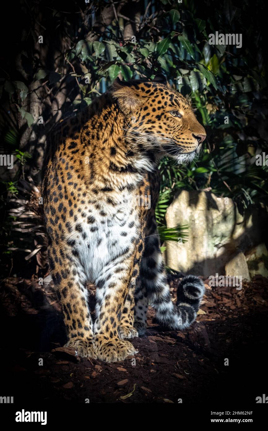 Ein Leopard, Panthera pardus, Panther stehend, Porträt Stockfoto