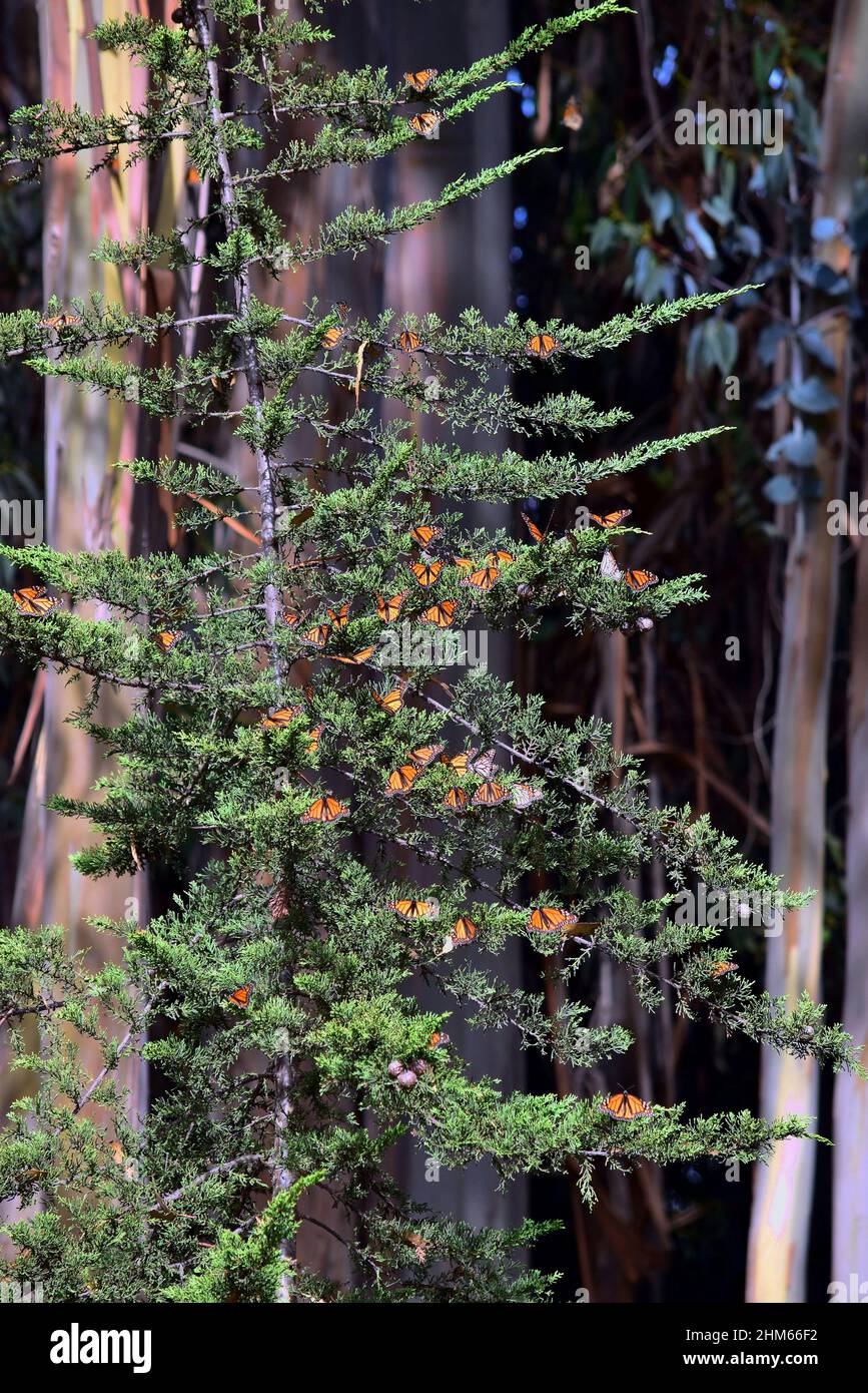 Monarch Butterflies auf Green-Spling-Filialen in Eucalyptus Grove in Zentralkalifornien Stockfoto