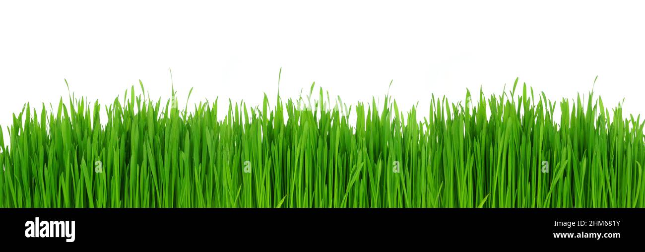 Frisches grünes Gras. Bannerrand auf weißem Hintergrund isoliert. Stockfoto