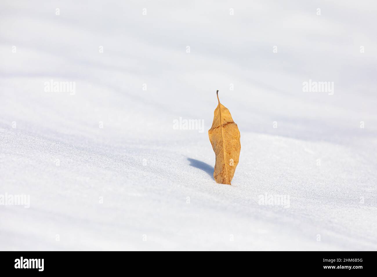 Blatt steht allein im Schnee. Winterwetter, Einsamkeit und Schneekonzept. Stockfoto