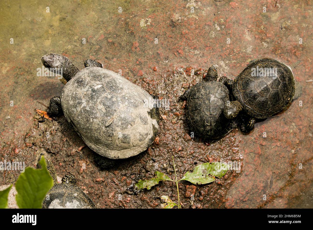 Die Familie der Schildkröten ist in einer schlechten Umgebung