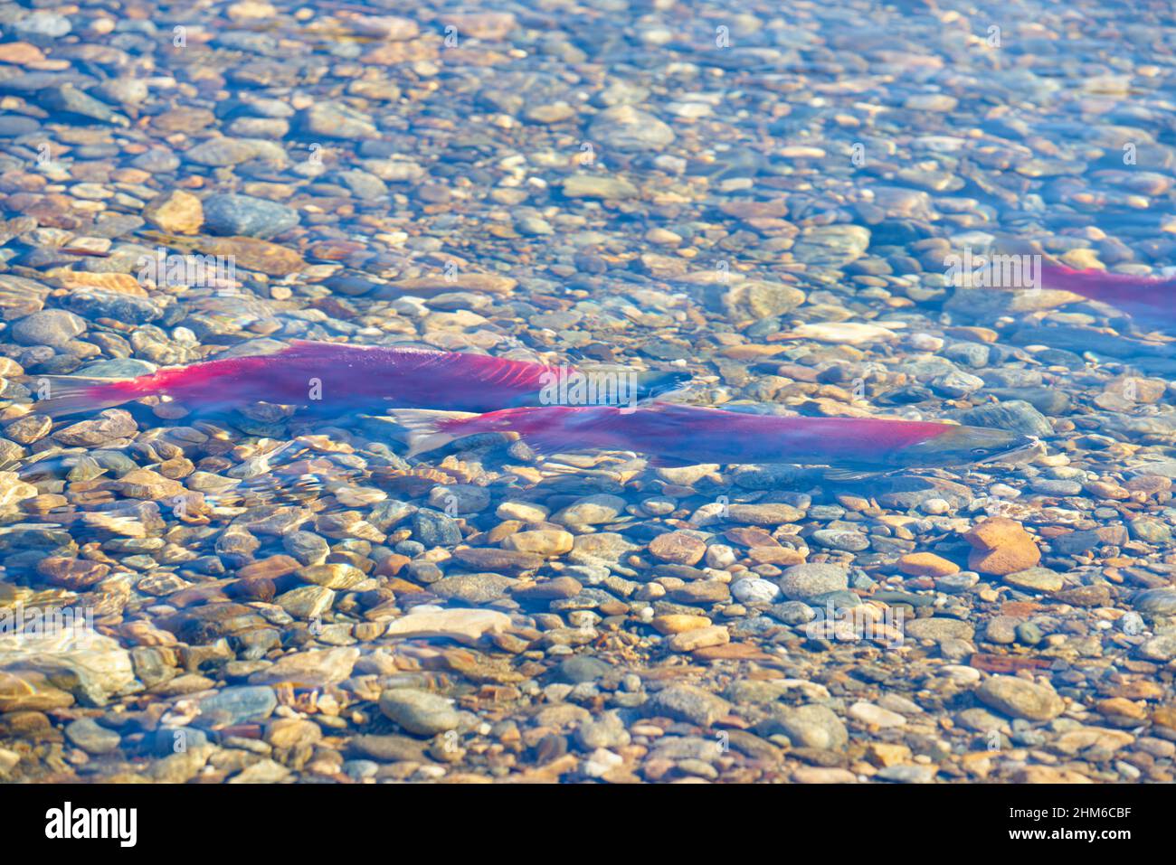 Wildlaichlaichlaichen. Sockeye-Lachs paaren sich im Herbst auf den Laichbetten im Adams River, British Columbia, Kanada. Stockfoto