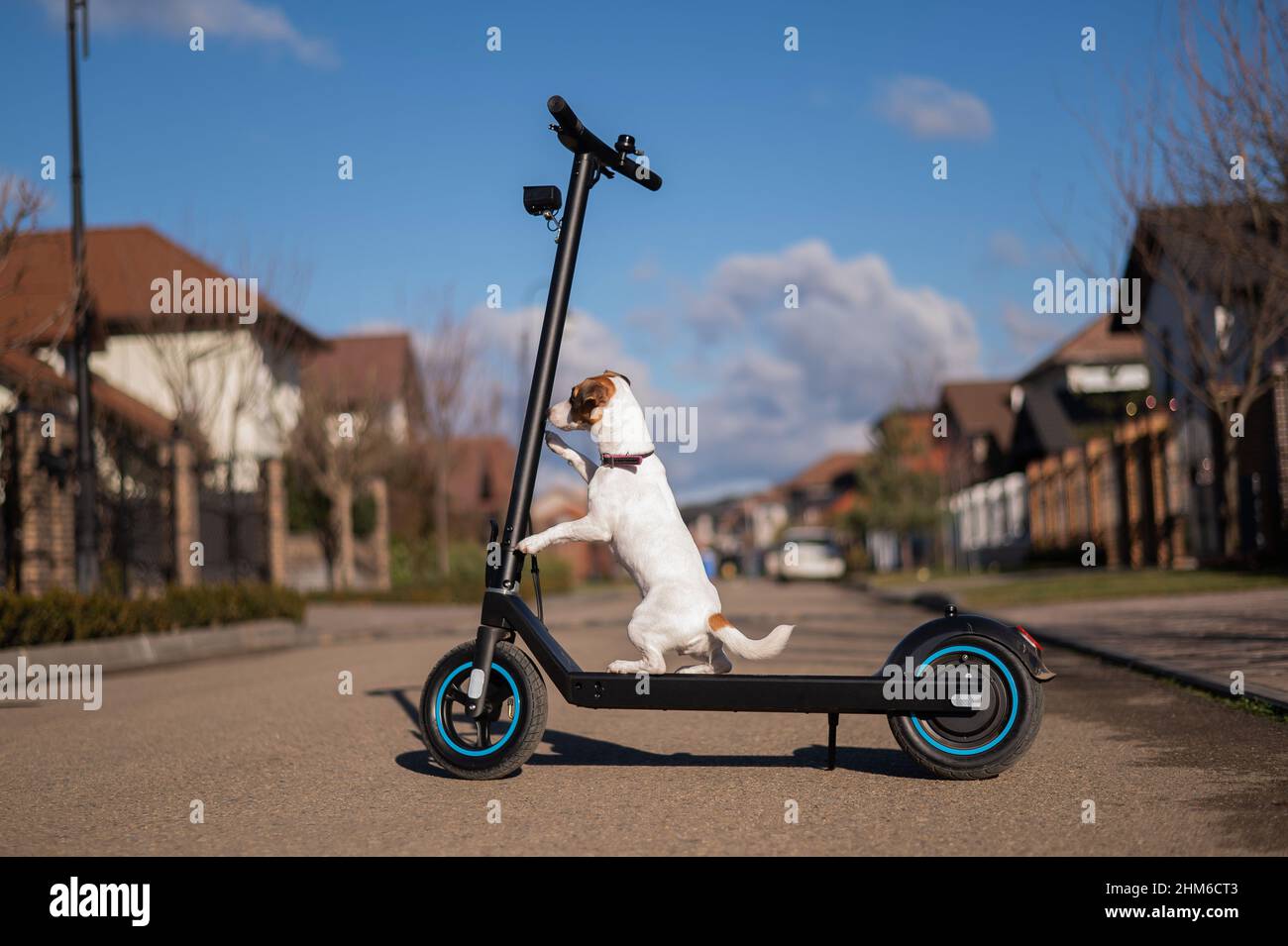 Jack russell Terrier Hund fährt einen Elektroroller im Cottage Village