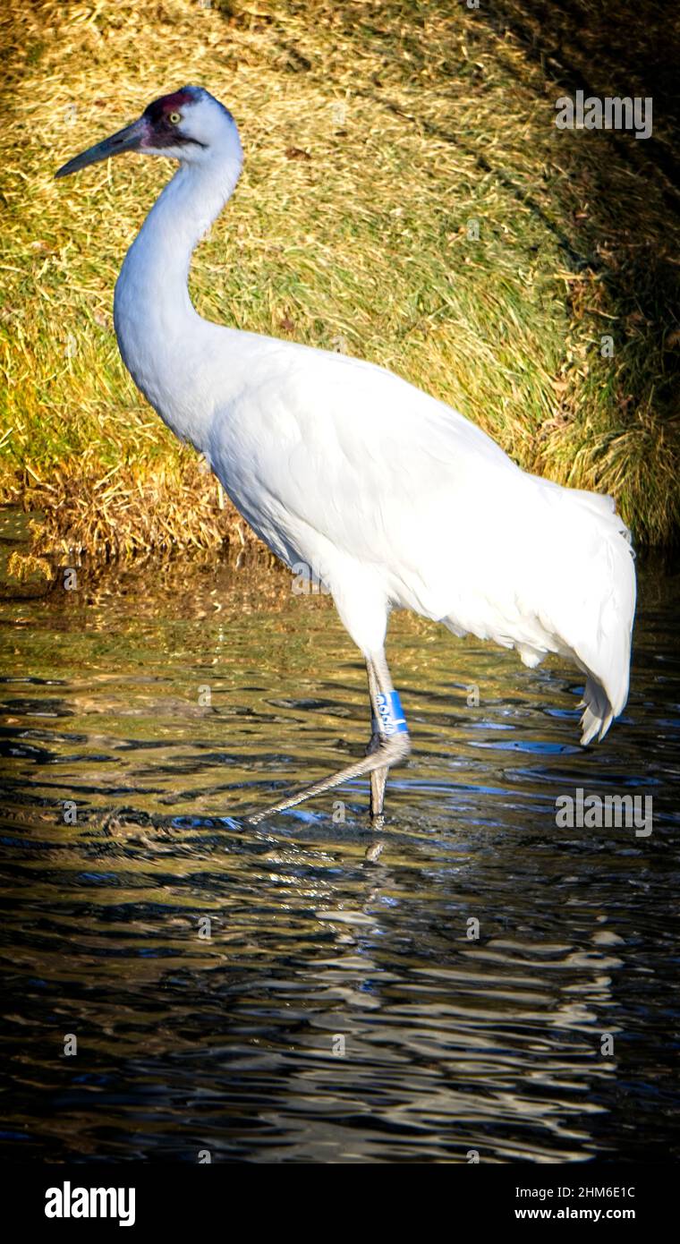 Whooping Kran Calgary Zoo Alberta Stockfoto