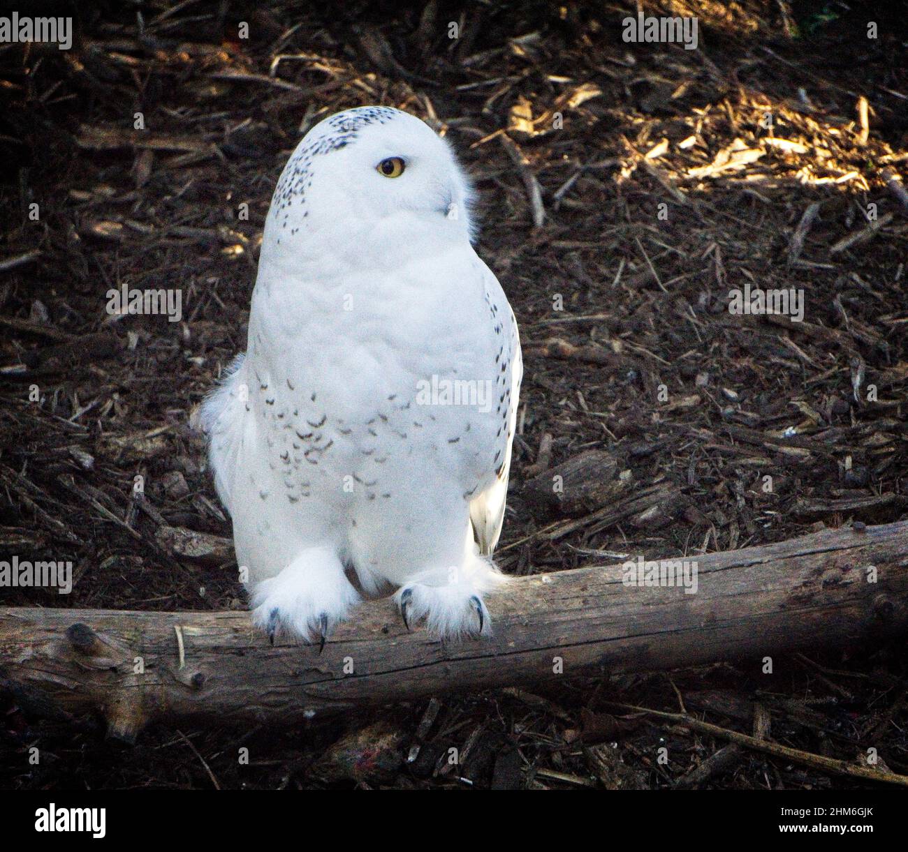 Verschneite Eule Calgary Zoo Alberta Stockfoto