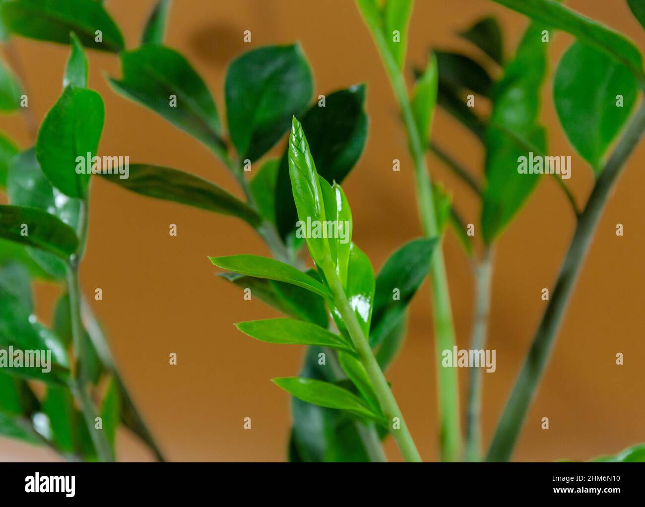 Nahaufnahme der Blätter von Zamioculcas zamiifolia in einem Topf auf braunem Hintergrund. Innengarten, Hauspflanzenpflege Stockfoto