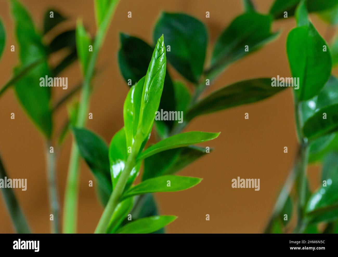 Nahaufnahme der Blätter von Zamioculcas zamiifolia in einem Topf auf braunem Hintergrund. Innengarten, Hauspflanzenpflege Stockfoto