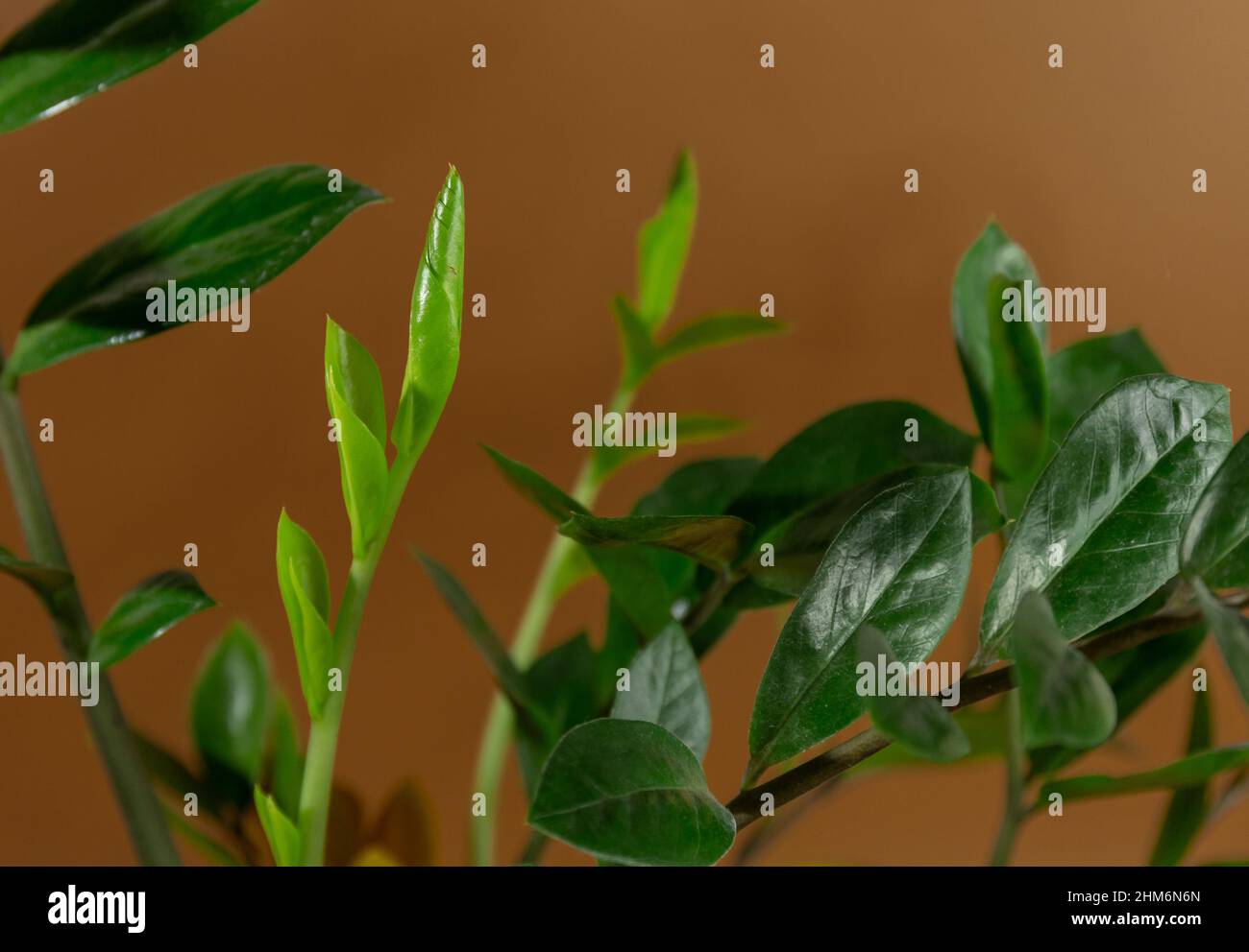 Nahaufnahme der Blätter von Zamioculcas zamiifolia in einem Topf auf braunem Hintergrund. Innengarten, Hauspflanzenpflege Stockfoto