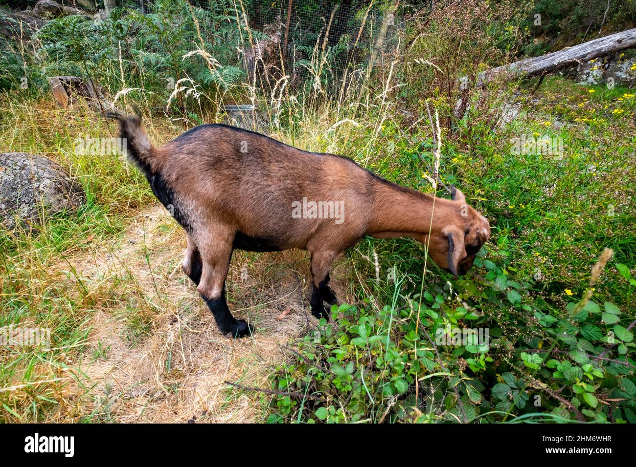 Ziegen fressen unkraut Fotos und Bildmaterial in hoher Auflösung Alamy