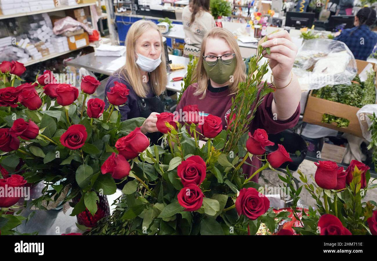 St. Louis, Usa. 07th. Februar 2022. Floristin (L) Aliena Cook (L) gibt dem neuen Arrangeur Berit Petersen Tipps, wie man ein Dutzend Rosen besser aussehen lässt, wenn sie am Montag, den 7. Februar 2022, Vorbereitungen für den Valentinstag bei Walter Knoll Florists in St. Louis zusammenstellen. Foto von Bill Greenblatt/UPI Credit: UPI/Alamy Live News Stockfoto
