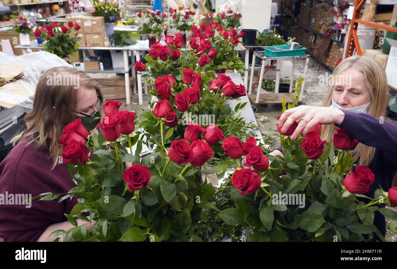 St. Louis, Usa. 07th. Februar 2022. Floristin Aliena Cook (R) und Arrangeur Berit Petersen stellen am Montag, den 7. Februar 2022, Rosenarrangements für den Valentinstag bei Walter Knoll Florists in St. Louis zusammen. Foto von Bill Greenblatt/UPI Credit: UPI/Alamy Live News Stockfoto