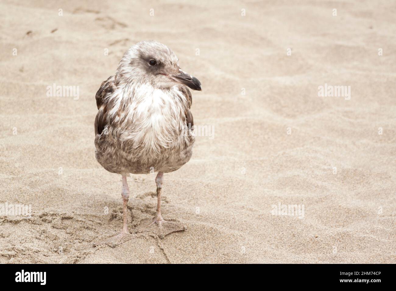 Eine neugierige junge kalifornische Möwe (Larus Californicus) kam, um sich den Fotografen anzugucken Stockfoto
