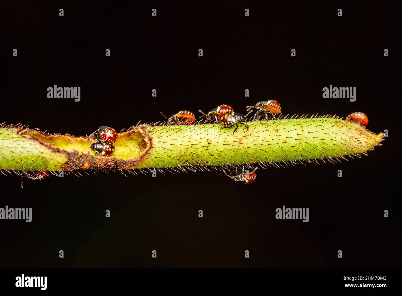 Babys von Reisohrwanze, Leptocorisa oratoria, Satara, Mahrashtra, Indien Stockfoto