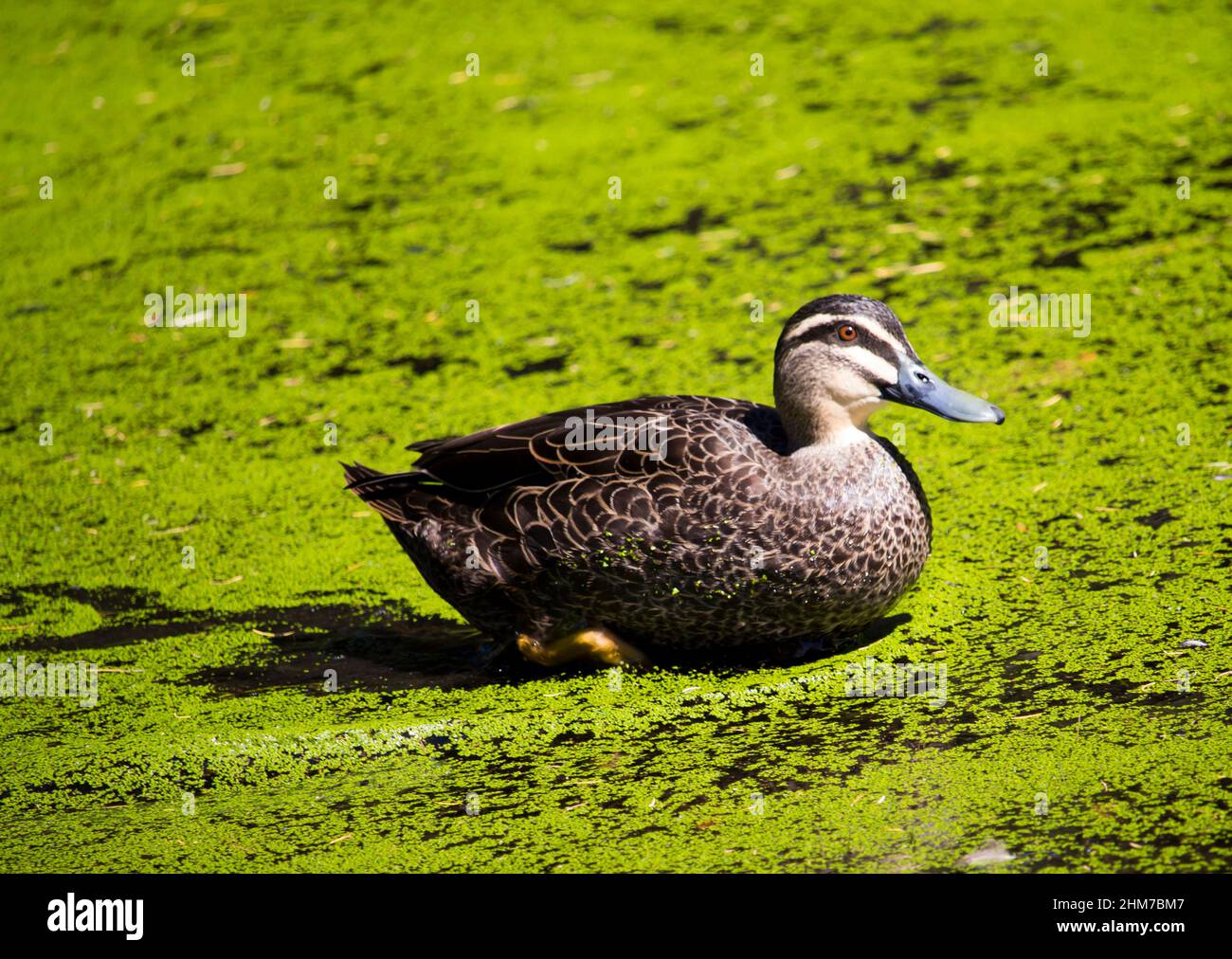 Eine schwarze Pazifikente hat sich an einem heißen Sommermorgen im grünen Entensee in Dalyellup, Westaustralien, aufgebrütet. Stockfoto