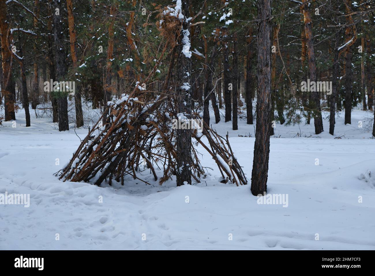 Hütte baute Kiefernzweige im Kiefernwinterwald für Schutz und Schutz vor Wetter.Zuflucht für das Überleben im Wald Stockfoto