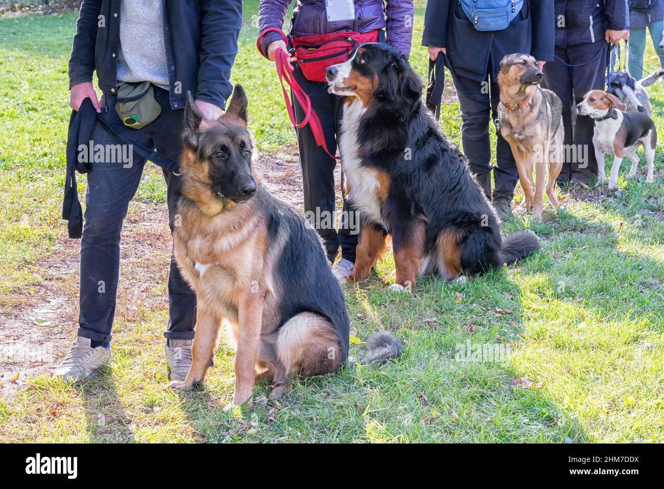 Gruppe von Hunden mit Besitzern in der Obedience-Klasse Stockfoto