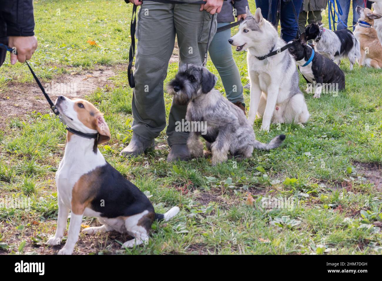 Gruppe von Hunden mit Besitzern in der Obedience-Klasse. Schlange von Hunden in Diagonal, Beagle und Shnauzer an der Front. Stockfoto